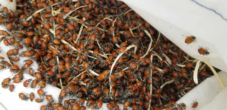 4500 Ladybugs Vivas para Jardín (3 X 1500) - Buenas Bichos - ¡Entrega en Vivo Garantizada! Foto 3 de 4