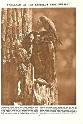 BIRDS BREAKFAST AT THE KESTREL BARE NURSERY c 1950  BOOK ILLUSTRATION PRINT 
