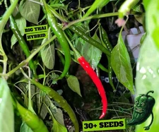 [BIG THAI HYBRID] PEPPER SEEDS PACK OF 30+ FREE SHIPPING!
