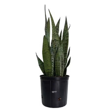 Sansevieria Zeylanica Live Indoor Plant in Growers Pot Avg Shipping Height 2 Ft.