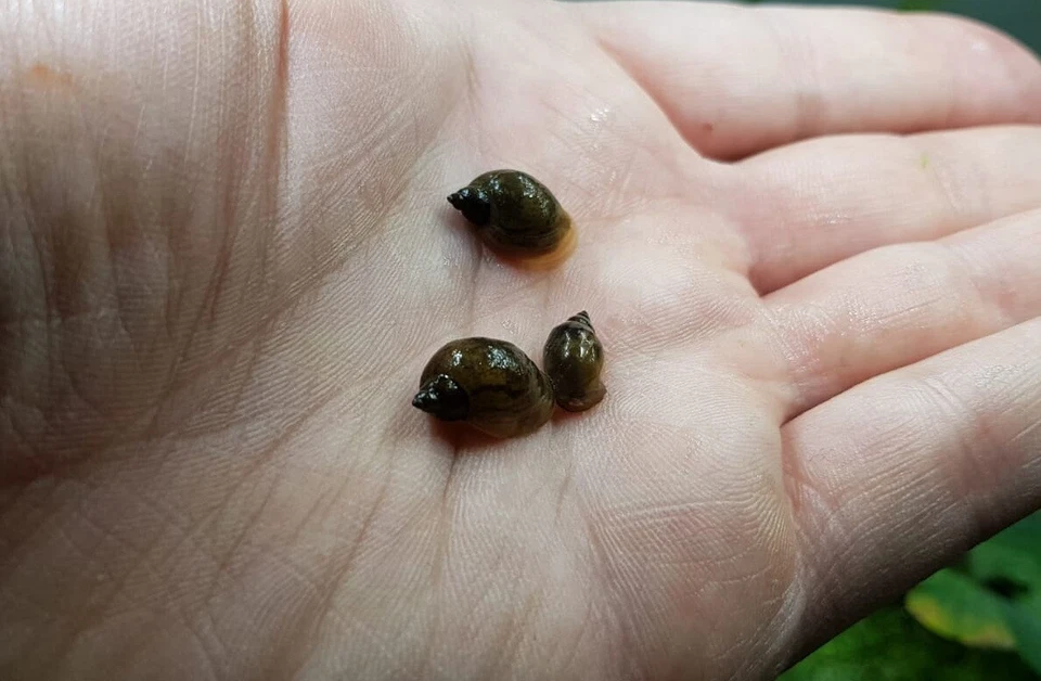 ACQUALANDER 5 x Lumaca lumache acquario laghetto stagno acqua dolce Radix Balthica - Ovata