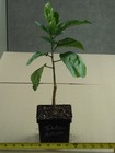 TAHITIAN AUTUMN Tropical Hibiscus -- Plant in 4.5" pot — photo 2