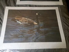 Rebecca Latham,Afternoon Light Canadian Goose, 365/5000, 2006 Minn. D U Print