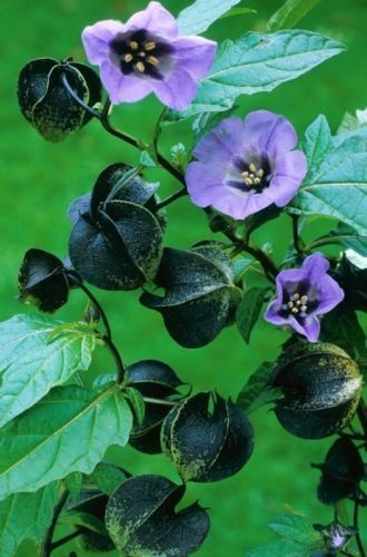 NICANDRA PHYSALODES - SHOO FLY (300 SEEDS) One of the fastest growing plants! - Afbeelding 1 van 1