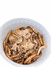 100 Live Superworms for Reptiles  Feeder Insects  Free Shipping