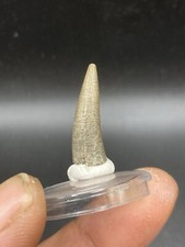 1.16'' / 2.9cm Quality Crocodile Fossil Tooth - Niger.