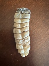 real rattlesnake rattle natural snake tail taxidermy craft specimen