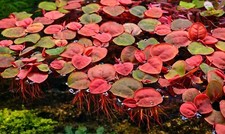 65 Red Root Floater Phyllanthus fluitans  FREE PLANT - LIVE Aquarium Plants