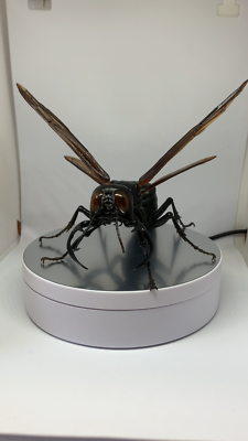 The Diversity of Life on Earth Advance Wasp Hornet 02 Figure