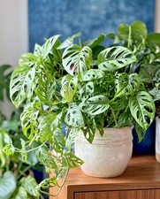 Monstera Adansonii Swiss Cheese Plant 3" Pot Live Easy Care