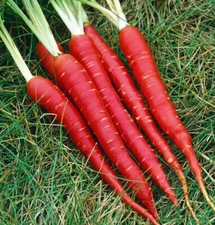 350 ATOMIC RED CARROT SEEDS NON-GMO FRESH FOR GARDENS US SELLER