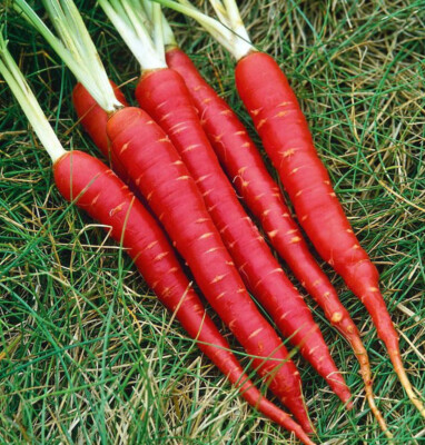 #ad #ad 350 ATOMIC RED CARROT SEEDS NON GMO FRESH FOR GARDENS US SELLER $2.79