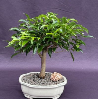 Oriental Ficus Bonsai Tree Live Plant Medium Ficus Benjamina Orientalis 10'' Tall