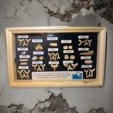 Fisch und Hai Fossilien  aus Marokko, Sehr Schöne Sammlung