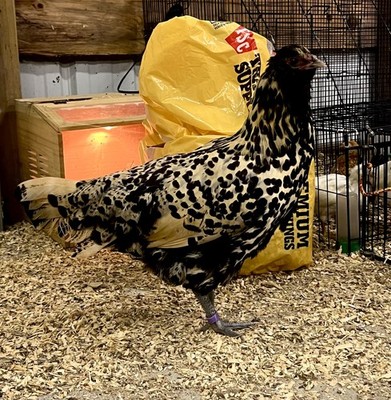   12 FERTILE HATCHING E G G S  