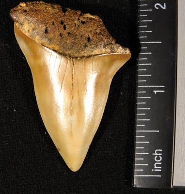 #ad Six MILLION Year Old Ancestral Great WHITE SHARK Tooth Fossil 100% Natural 3.72 $19.99