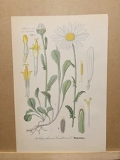 1886 ANTIQUE LITHOGRAPH ILLUSTRATION BOTANY FLOWER FLORA NATURE DECOR PICTURE...