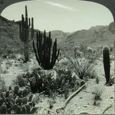 Keystone Stereoview of Desert Cacti, Pima County, Arizona of 600/1200 Set #1130