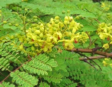 Caesalpinia decapetala UNUSUAL TREE Seeds!