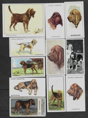 11 Different Vintage BLOODHOUND Tobacco/Cigarette/Tea Dog Cards Lot