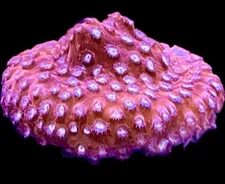 live coral Peppermint Cyphastrea SPS Coral by "coralSLover"