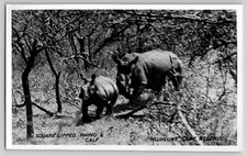 RARE Square Lipped White Rhino & Calf Hluhluwe Game Reserve South Africa RPPC