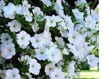 3   X MIX  N  SURFINA  TRAILING PETUNIA MIXED  PLUG PLANTS PRE ORDER