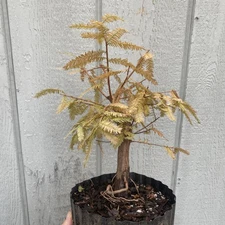 Bald Cypress Pre Bonsai Stock - Tree #5