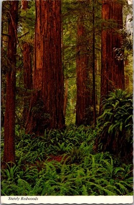 California Redwood Forest Trees Scenic View Continental Postcard B241