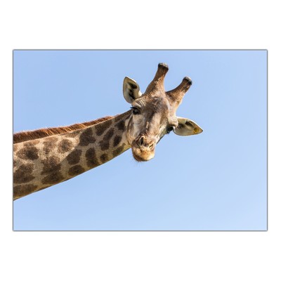 Canvas Canvas Canvas Frame Poster - Animals Forest Landscape B003-D004
