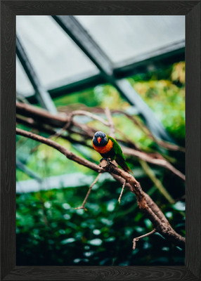 Lorikeet Gerahmtes Wandbild Poster Leinwanddruck Bild