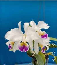 Cattleya warneri S/A Select Purple White Species Orchid Eros Breeding 7” Pot