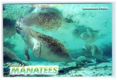 Florida's Manatees Endangered Species Underwater Postcard SCN-2141