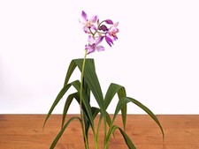 Spathoglottis Far Out Freckles Ground Orchid - USA Seller - 4 Inch Pot