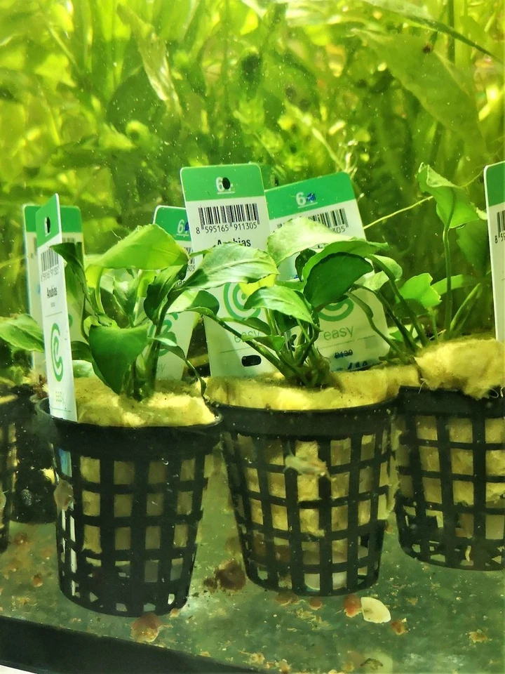 ANUBIA BARTERI VARIETE NANA PLANTE AQUATIQUE - PLANTE AQUARIUM - Photo 1/1