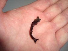 Antico ciondolo con mandibola di coleottero (CERVO VOLANTE)