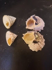 Natural Sea Shell Conch from Caribean San Andres Island