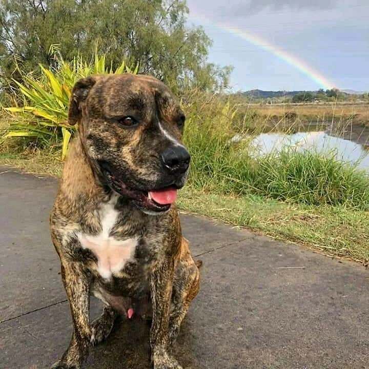 Mato Boxer X Am Staff Dogs Puppies Gumtree Australia Brisbane North West Brisbane City 1253875175