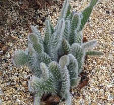 Opuntia ‘Snow White’ in 4"Pot Houseplant Opuntia Hybrid Easy Grower Cactus