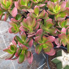 Albero Di Giada Grassule prebonsai caratteris in inverno le figlie si colorano 