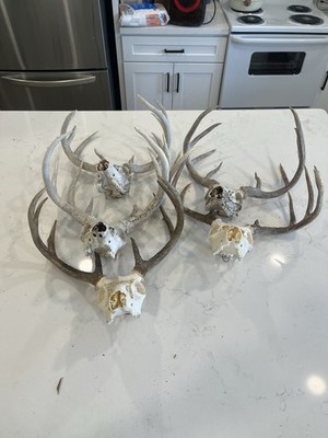 5 Whitetail Skulls-All Have Broken Bones Except One (selling As Is!)