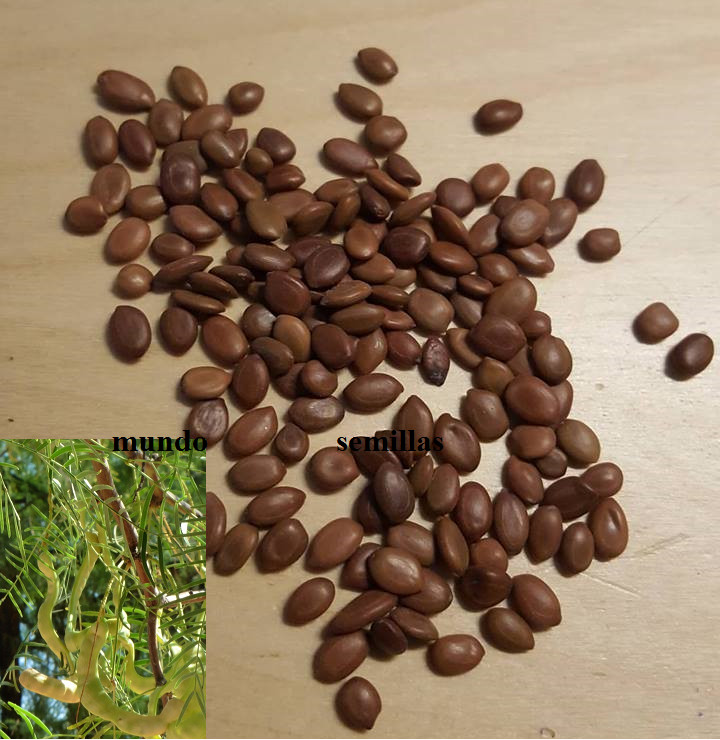 Mesquite - mezquite prosopis juliflora 30 semillas - seeds frescas