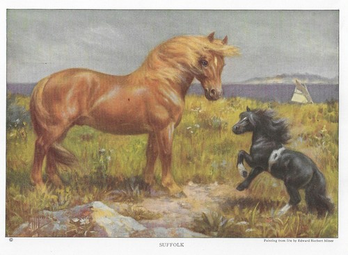 Suffolk Punch - CUSTOM MATTED - 1923 Vintage Horse Art Print - Gift