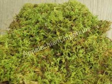 Live Moss Scraps for Transplant or Use Between Patio Stones Feather Sheet 1 Gal
