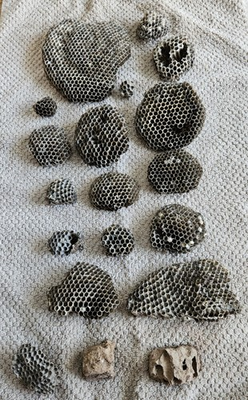 #ad #ad Wasp Nest Collection Lot of 17 Paper amp; 2 Mud Dauber. Taxidermy Classroom Craft $37.00