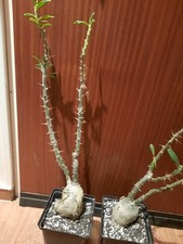 Pachypodium succulentum, Caudex, Rarität, MIT AUSTRIEB, SONDERPREIS 