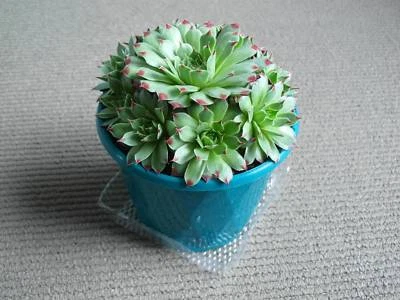 Crulaceae Hen And S Succulent House Plant Plants Crulaceae Hen And S Succulent House Plant
