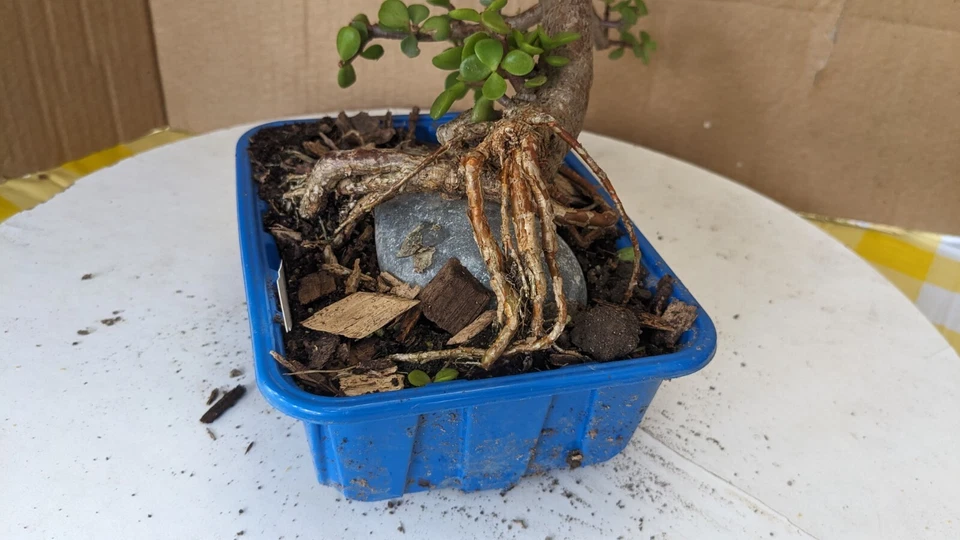 Pre Bonsai -mini Jade-Portulacaria -Unique Fantastic -Easy Care Tropical (PJ06) - Image 4 of 4