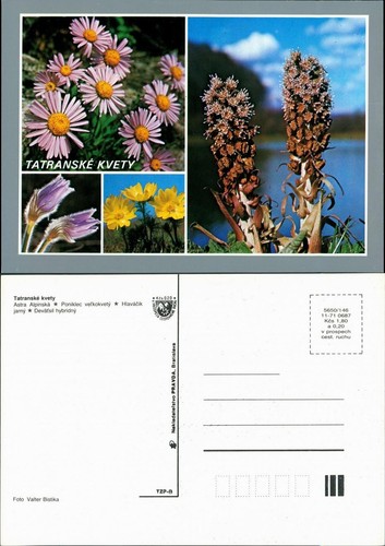 Postcard .Slovakia Tatranské kvety Vysoké Tatry/High Tatra Flowers 1987