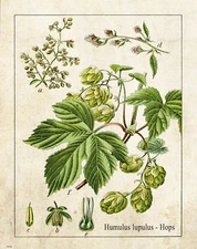 Hops Plant Art Print Poster Decor Vintage Bar Pub Craft Beer Home Brewing Gift 